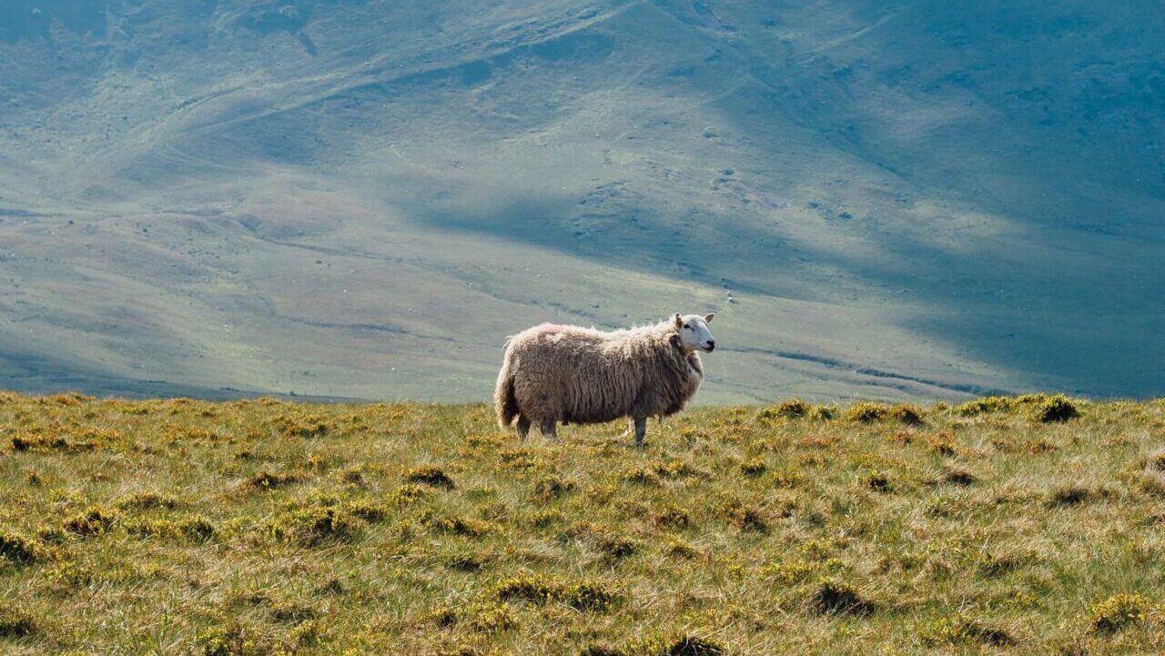 UK_wales_sheep